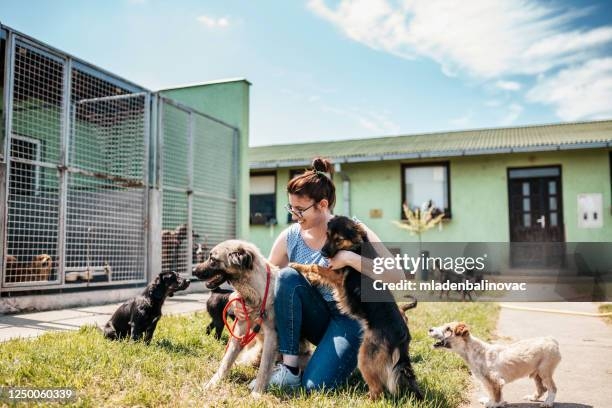 SERVIZIO PER IL RICOVERO, CUSTODIA E MANTENIMENTO DEI CANI RANDAGI RINVENUTI SUL TERRITORIO COMUNALE - PROROGA DEI TERMINI DI SCADENZA DOMANDE